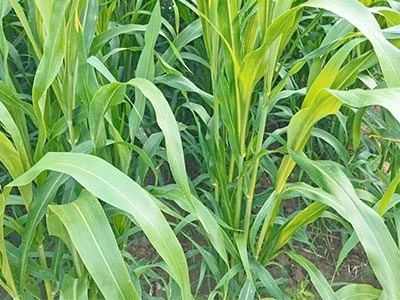 product-400-300